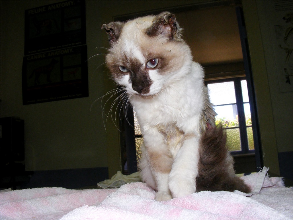 This kittten was deliberately set on fire, causing burns to 30% of its body. Vets say it may yet die from its injuries. This kittten was deliberately set on fire, causing burns to 30% of its body. Vets say it may yet die from its injuries.