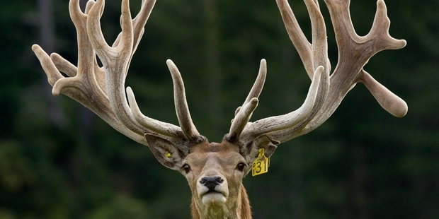 Stags’ antlers can be formidable weapons. Photo / Mark Mitchell Stags’ antlers can be formidable weapons. Photo / Mark Mitchell