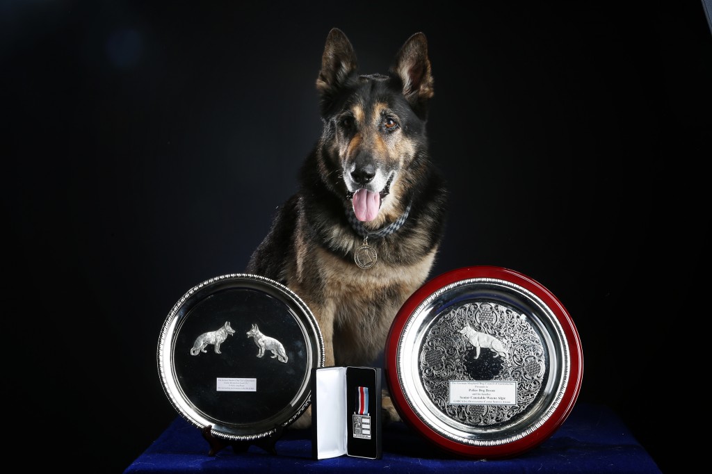 Police dog Bosun will be remembered for his great work. Police dog Bosun will be remembered for his great work.
