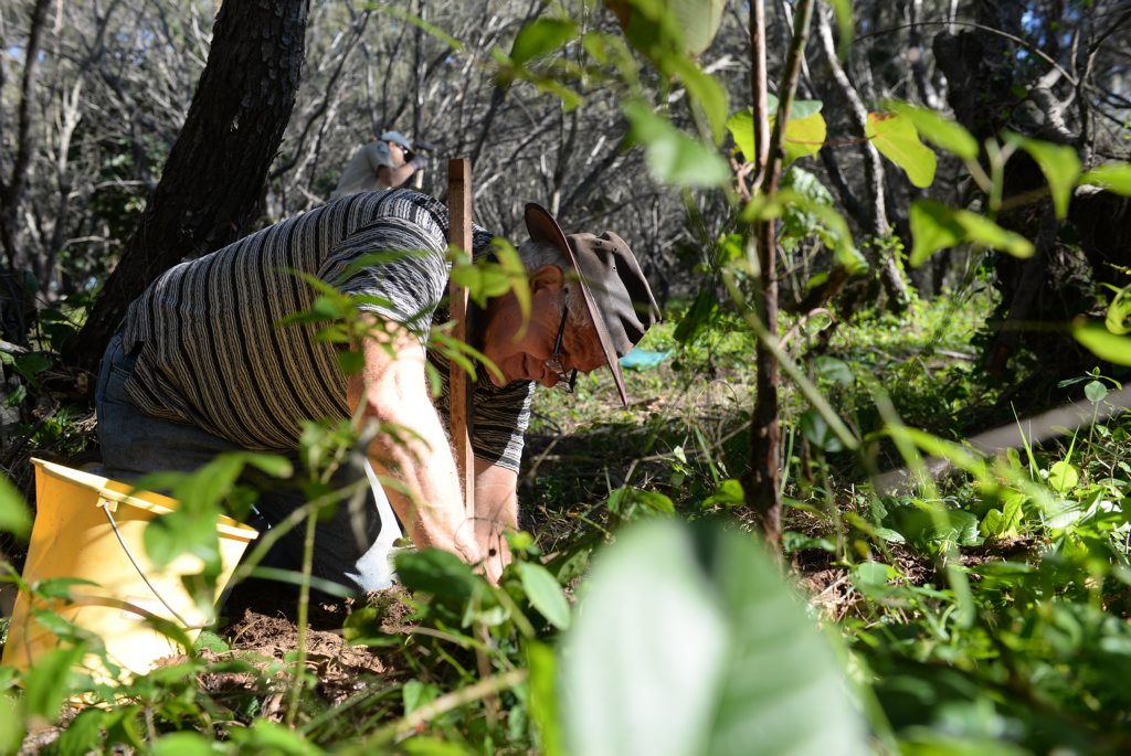 REVEGETATION PLANTING: Turtle volunteer Graham Price helps plant new trees in the Mon Repos Park. The new trees will eventually help establish a good effective light barrier for the nesting and hatchling turtles during the season. Photo: Mike Knott / NewsMail