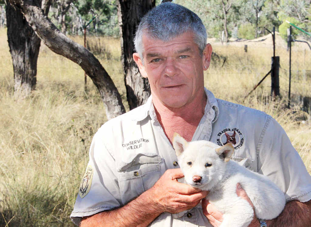 A FRASER COAST FIRST: Ray Revill with his rare white dingo pup, Spirit. A FRASER COAST FIRST: Ray Revill with his rare white dingo pup, Spirit.