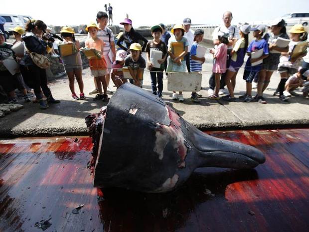 School children look at the severed head of a whale. School children look at the severed head of a whale.