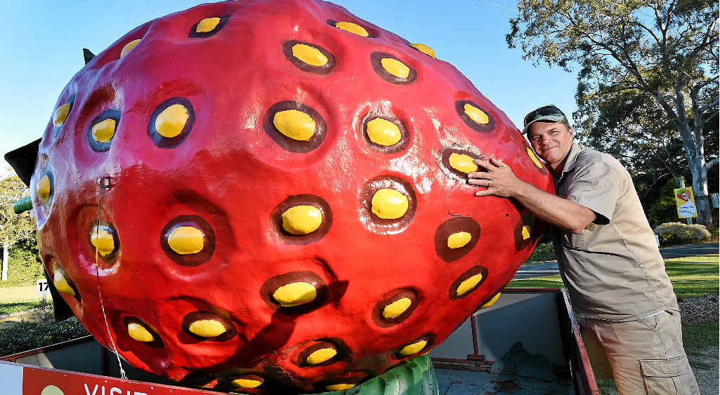 DISAPPEARING BERRY: Strawberry Fields owner Jon Carmichael is sad to move his iconic fibreglass strawberry from the side of the Bruce Highway after 20 years, on council orders. DISAPPEARING BERRY: Strawberry Fields owner Jon Carmichael is sad to move his iconic fibreglass strawberry from the side of the Bruce Highway after 20 years, on council orders.