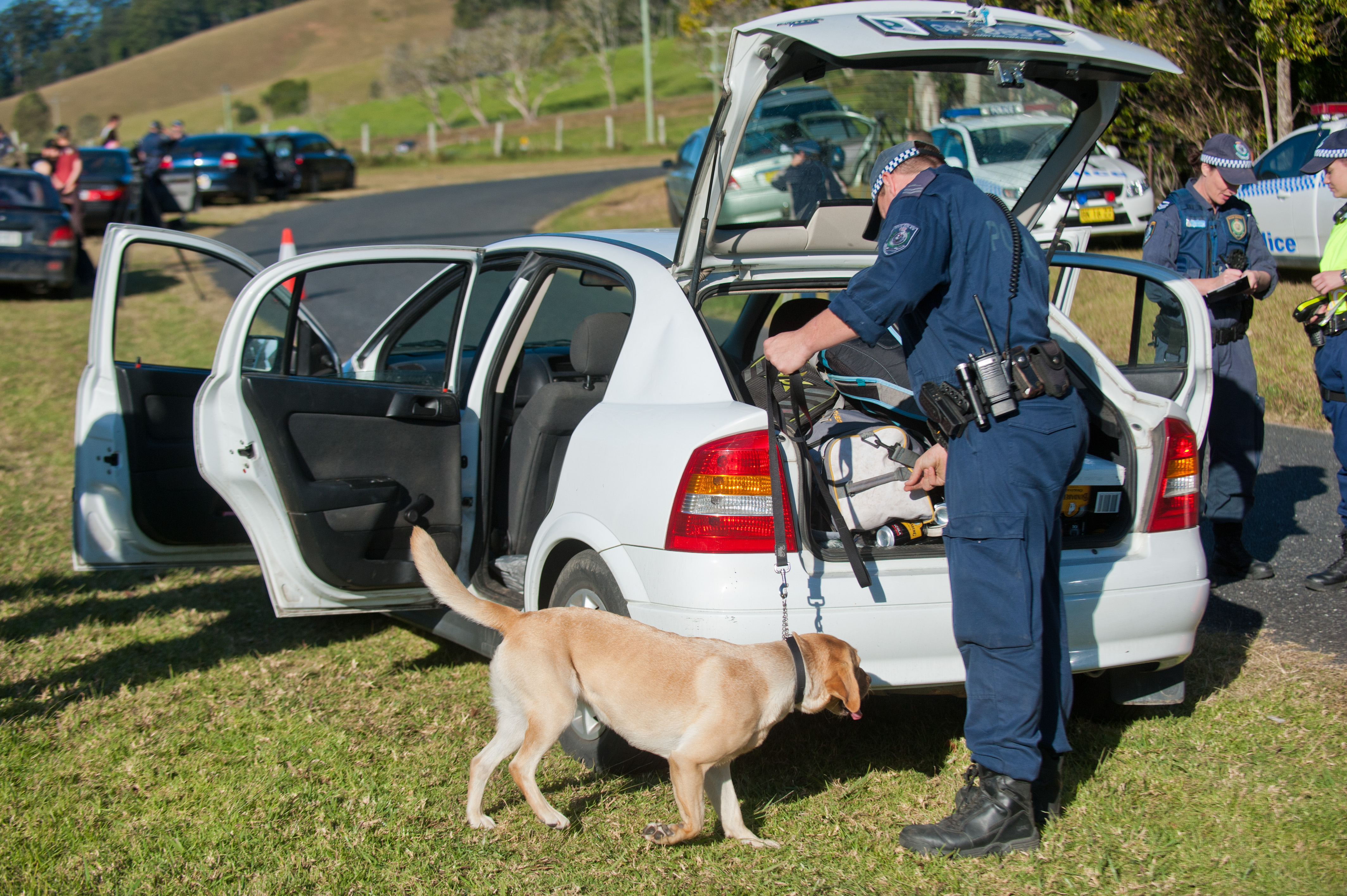 A drug detection canine sniffs for drugs during Operation Borasca on Friday Creek Road west of Coffs Harbour. A drug detection canine sniffs for drugs during Operation Borasca on Friday Creek Road west of Coffs Harbour.