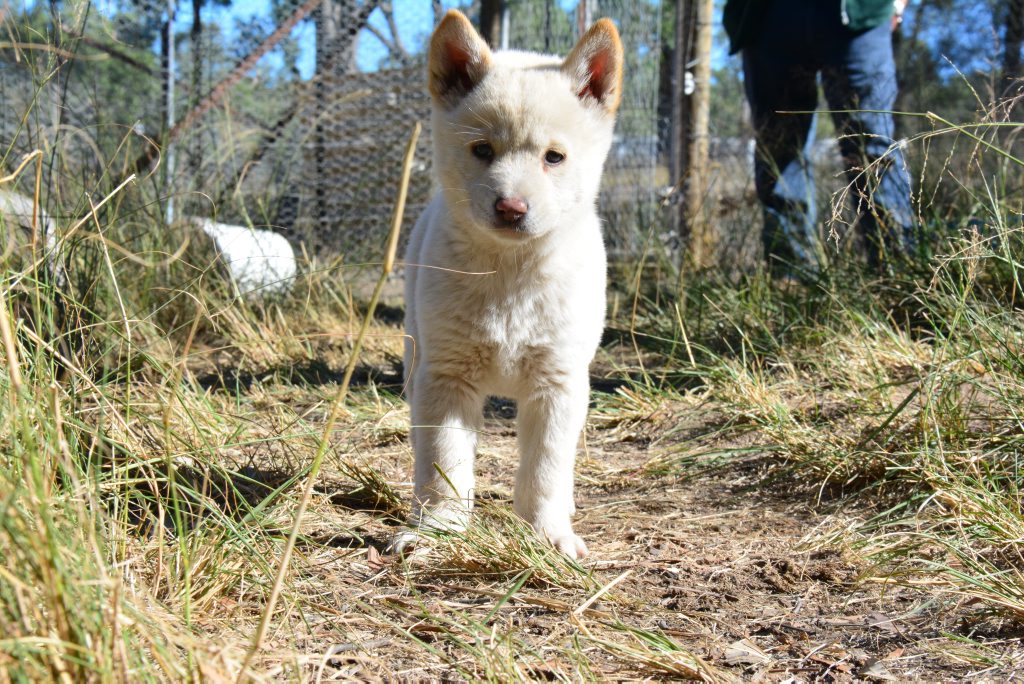 Image for sale: RARE PUPPY: Durong Dingo Sanctuary operator Simon Stretton handed over white dingo pups to Fraser Coast Wild Life Sanctuary's Ray Revill and two to Victoria Halls Gap Zoo's Greg Culell (in 2014).