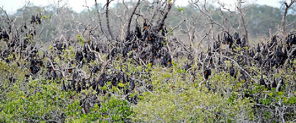 CONTAMINATING THE WATER: Ron Kinghorn, right, is concerned about a bat colony, above, in Maaroom. CONTAMINATING THE WATER: Ron Kinghorn, right, is concerned about a bat colony, above, in Maaroom.