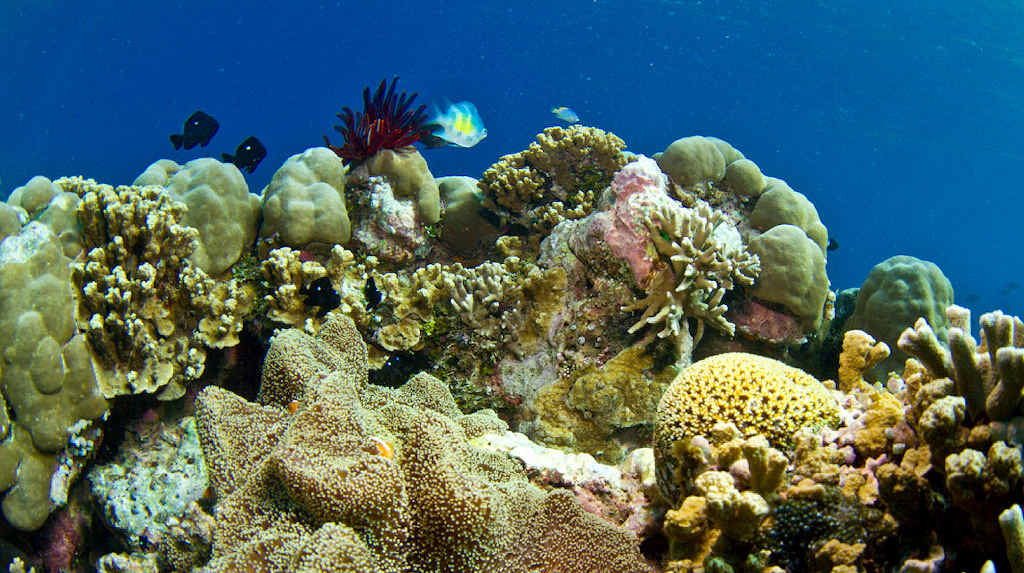 Research shows climate change is impacting the tropical zone. Research shows climate change is impacting the tropical zone.