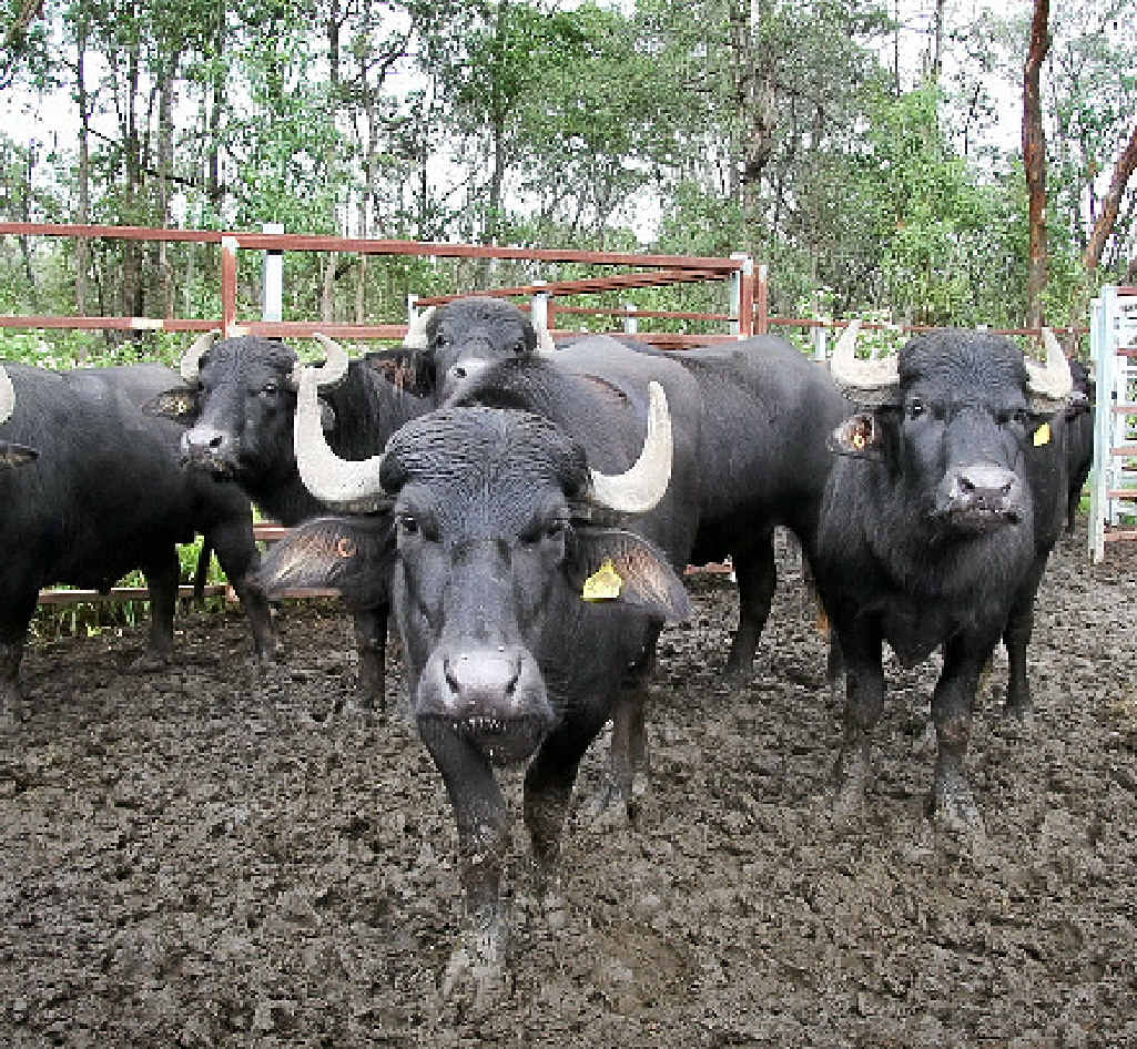 HORNY ISSUE: Buffalo is a problem in the NT. Spy is warning truckies to take care driving in remote parts of the territory. HORNY ISSUE: Buffalo is a problem in the NT. Spy is warning truckies to take care driving in remote parts of the territory.