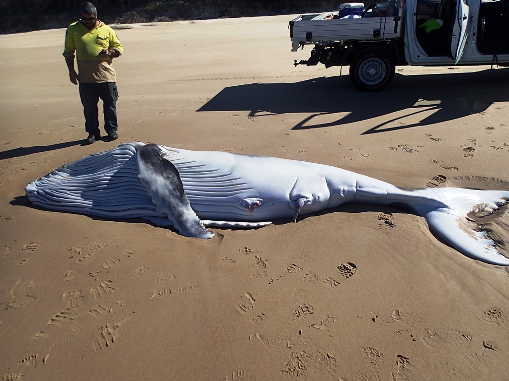 A new-born humpback male washed up on the beach north of Scott’s Head on late Friday afternoon. Photo: NPWS A new-born humpback male washed up on the beach north of Scott’s Head on late Friday afternoon. Photo: NPWS