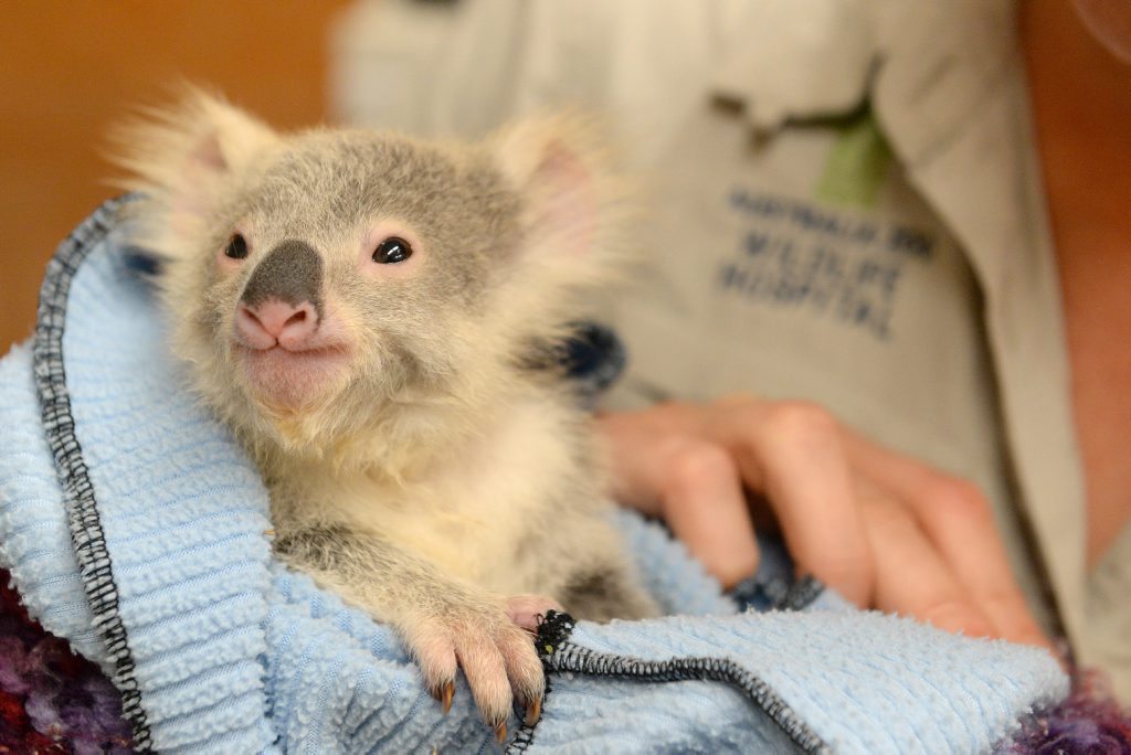 Georgie, the orphaned baby koala, who was driven more than 10 hours to Australia Zoo Wildlife Hospital by a Mackay family. Georgie, the orphaned baby koala, who was driven more than 10 hours to Australia Zoo Wildlife Hospital by a Mackay family.