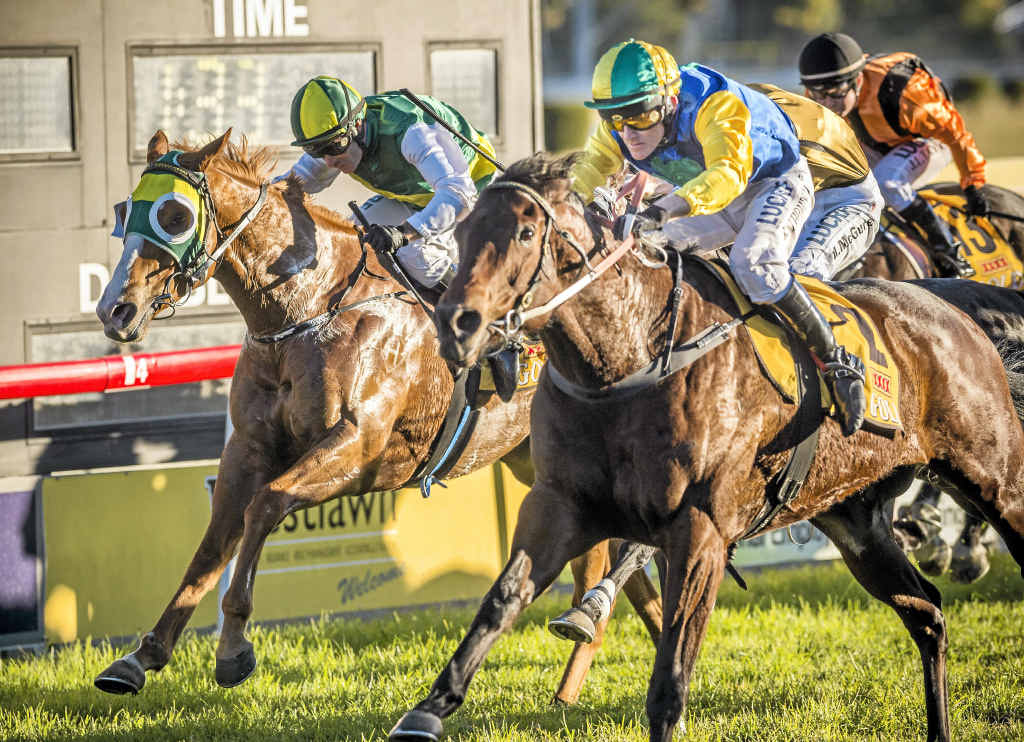 HIGH FIVE: Robert Thompson guides Myamira (outside) to the line to claim a record fifth Black Toyota South Grafton Cup win. Photo: Adam Hourigan HIGH FIVE: Robert Thompson guides Myamira (outside) to the line to claim a record fifth Black Toyota South Grafton Cup win. Photo: Adam Hourigan