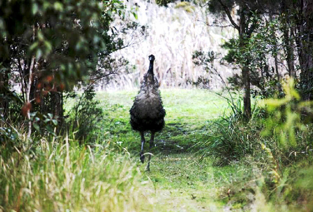 IT’S BACK: For the first time since the 2012 Woodburn storm, there have been signs of the endangered north coast emu returning to Bungawalbin. IT’S BACK: For the first time since the 2012 Woodburn storm, there have been signs of the endangered north coast emu returning to Bungawalbin.