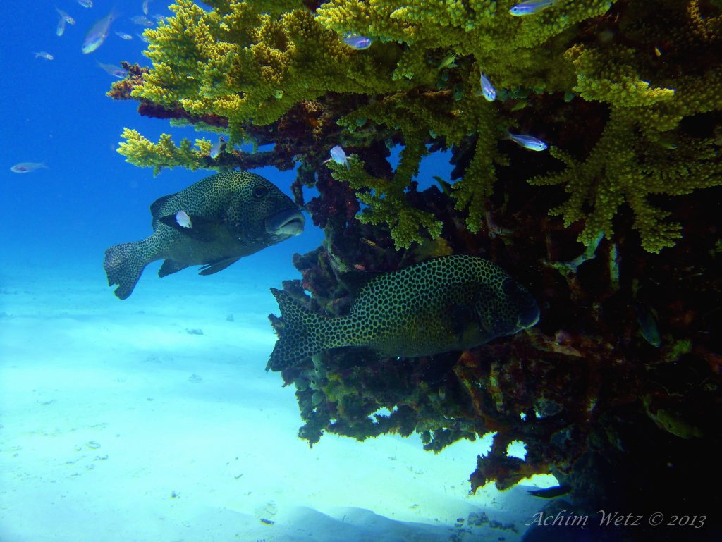 Does Australia deserve the responsibilities of managing the Great Barrier Reef? Photo Achim Wetz Does Australia deserve the responsibilities of managing the Great Barrier Reef? Photo Achim Wetz