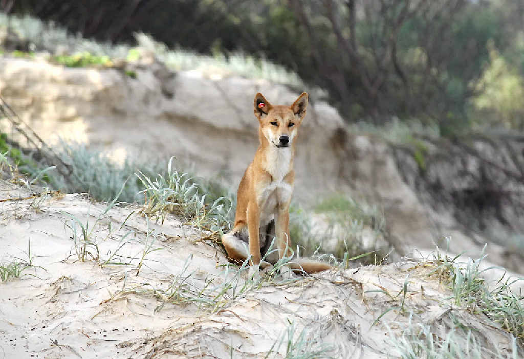 A dingo keeps a lookout on Fraser Island. A dingo keeps a lookout on Fraser Island.