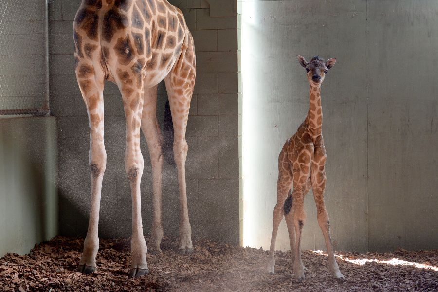 Beautiful baby giraffe born at Australia Zoo Sunshine Coast Daily