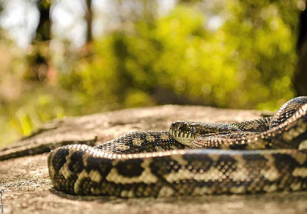 NOT SO CHARMING: Two men were convicted of owning snakes without a permit to do so this week, including a Tin Can Bay man who was found with two carpet snakes and a spotted python. NOT SO CHARMING: Two men were convicted of owning snakes without a permit to do so this week, including a Tin Can Bay man who was found with two carpet snakes and a spotted python.