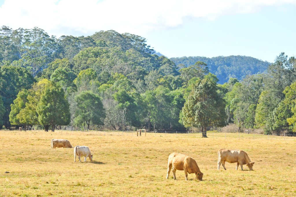 Cattle country near where Police set up a roadblock at the Entrance to Bindarri National Park near Dairyville as part of an operation to track down a wanted man. Cattle country near where Police set up a roadblock at the Entrance to Bindarri National Park near Dairyville as part of an operation to track down a wanted man.