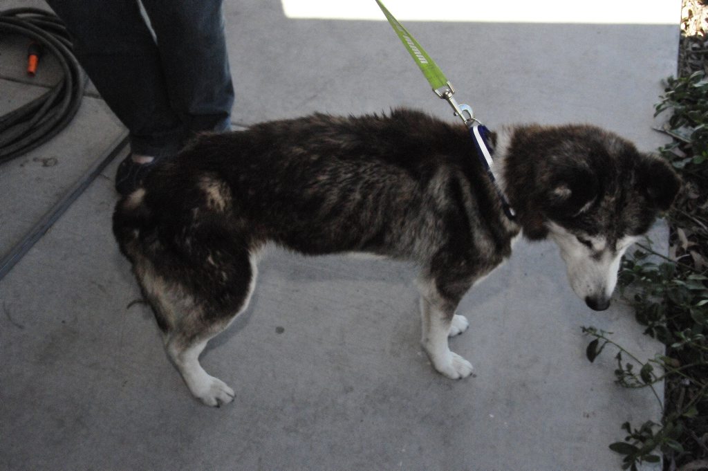 The bony body of the underfed husky. The bony body of the underfed husky.