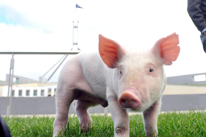 A pig forages at Parliament House Canberra, Tuesday, May 24, 2011. Senators have called for an urgent review of Australia's quarantine laws to ensure Australia's pork industry is kept free of the devastating Porcine Reproductive and Respiratory Syndrome. A pig forages at Parliament House Canberra, Tuesday, May 24, 2011. Senators have called for an urgent review of Australia's quarantine laws to ensure Australia's pork industry is kept free of the devastating Porcine Reproductive and Respiratory Syndrome.
