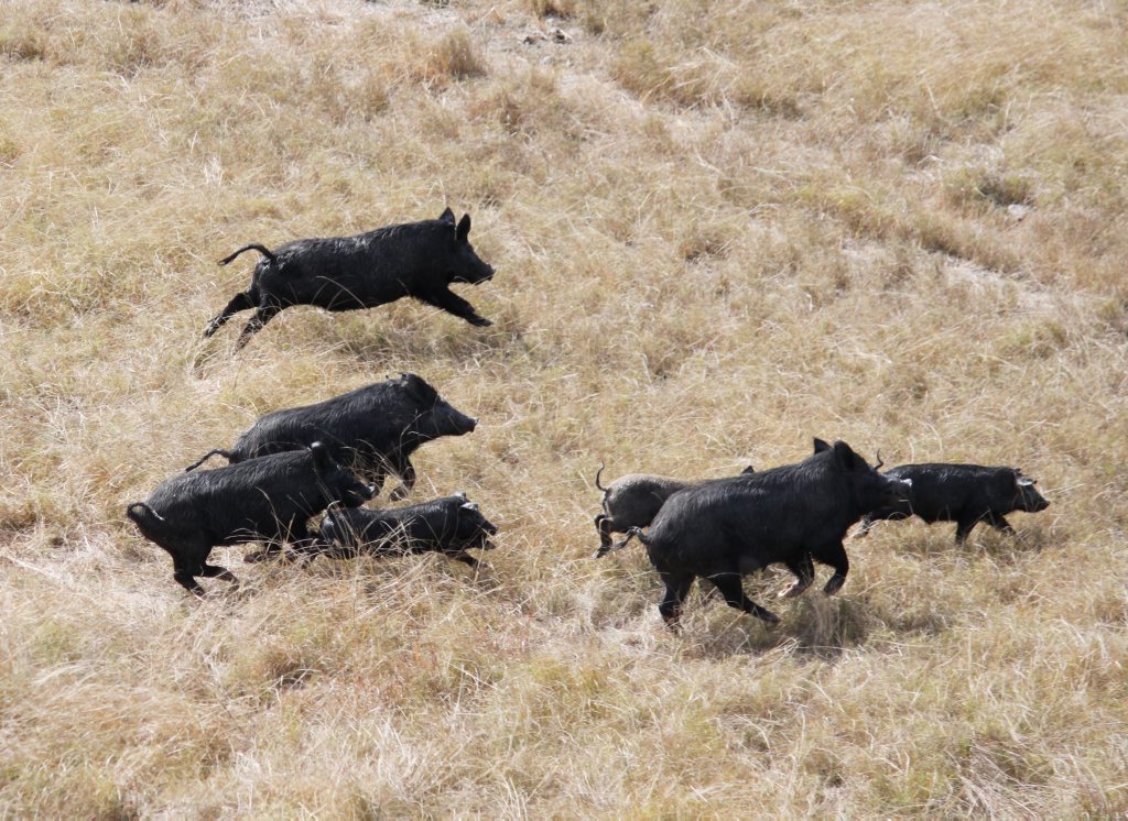 Wild pigs. Wild pigs.
