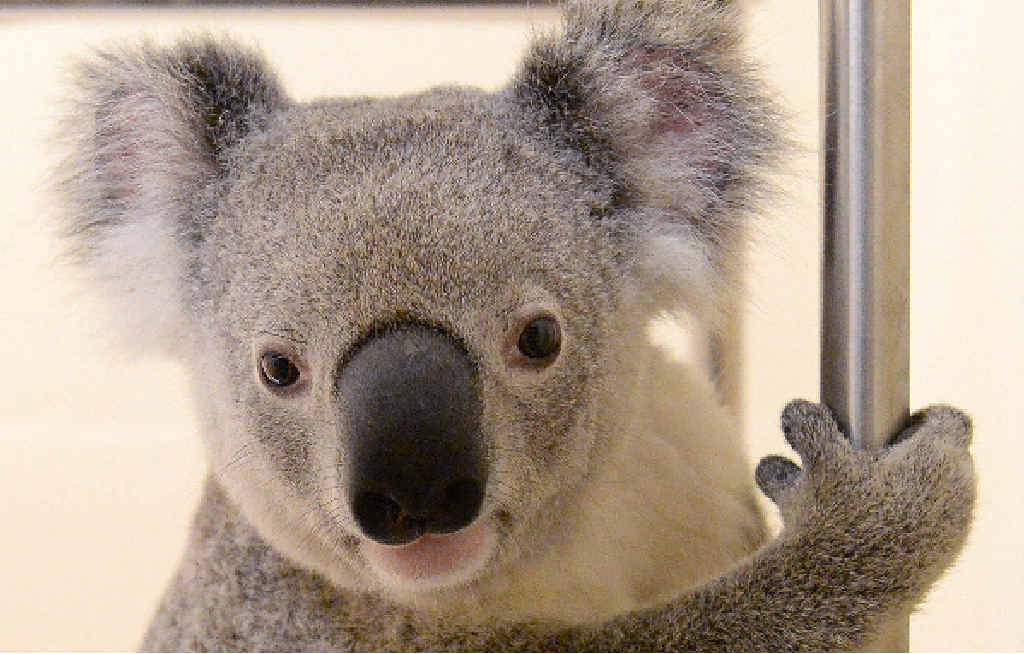 STARDOM: Koala hero Blinky Grille says he’s far too modest, charming and handsome to let sudden fame go to his head. STARDOM: Koala hero Blinky Grille says he’s far too modest, charming and handsome to let sudden fame go to his head.