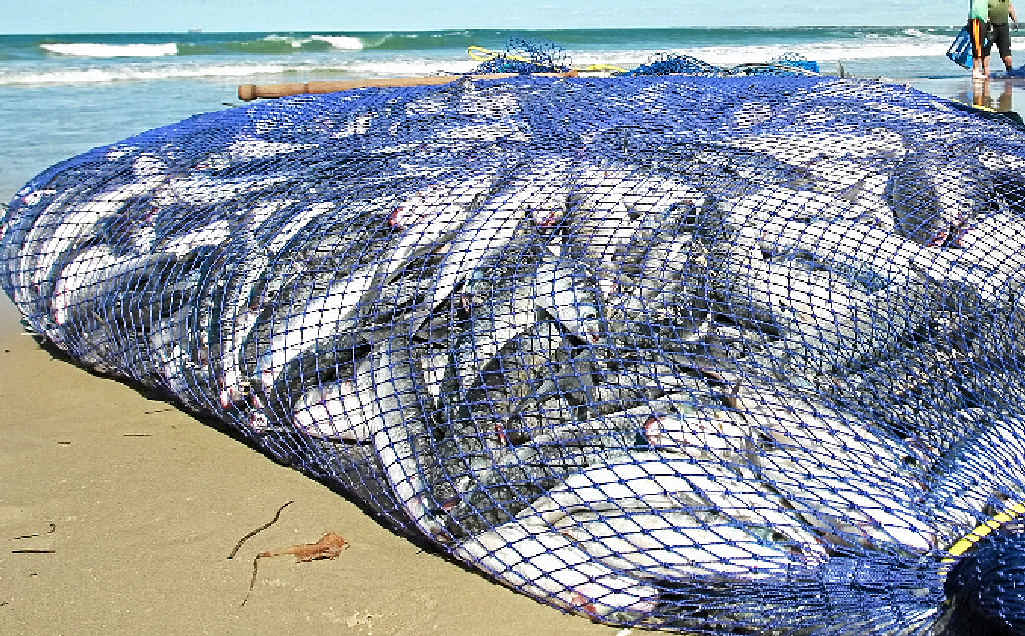 NETTING: Cr Frank Pardon wants commercial takes on Noosa North Shore banned. NETTING: Cr Frank Pardon wants commercial takes on Noosa North Shore banned.