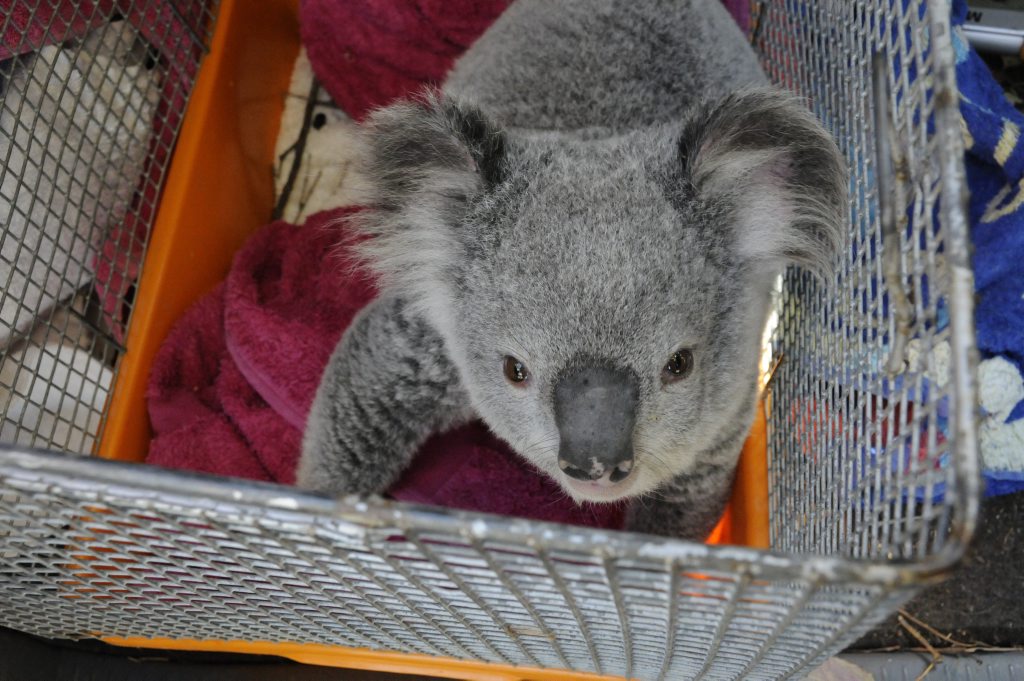 This koala was found on a busy road near a new housing development where trees are currenly being cleared. This koala was found on a busy road near a new housing development where trees are currenly being cleared.