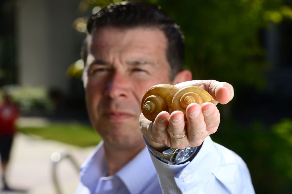 THREAT: Cr Andrew Antoniolli holds up a Spike-top Apple Snail that was discovered in Spring Lake at Springfield Lakes. THREAT: Cr Andrew Antoniolli holds up a Spike-top Apple Snail that was discovered in Spring Lake at Springfield Lakes.