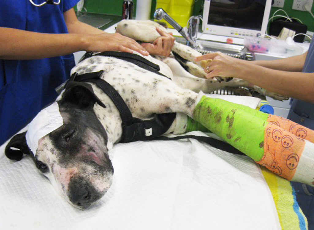 HORRIFIC INJURIES: A badly beaten dog was found in the bushland at Collingwood Park.