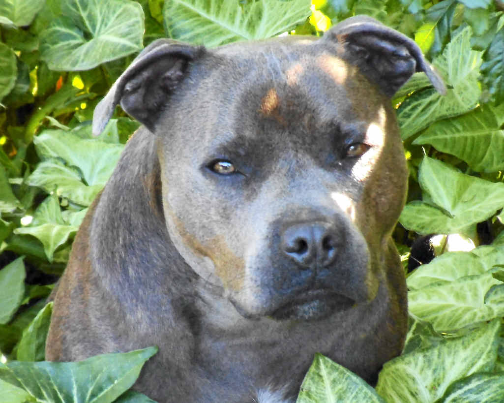 THEIR BABY: Riley is sorely missed by his owners. THEIR BABY: Riley is sorely missed by his owners.