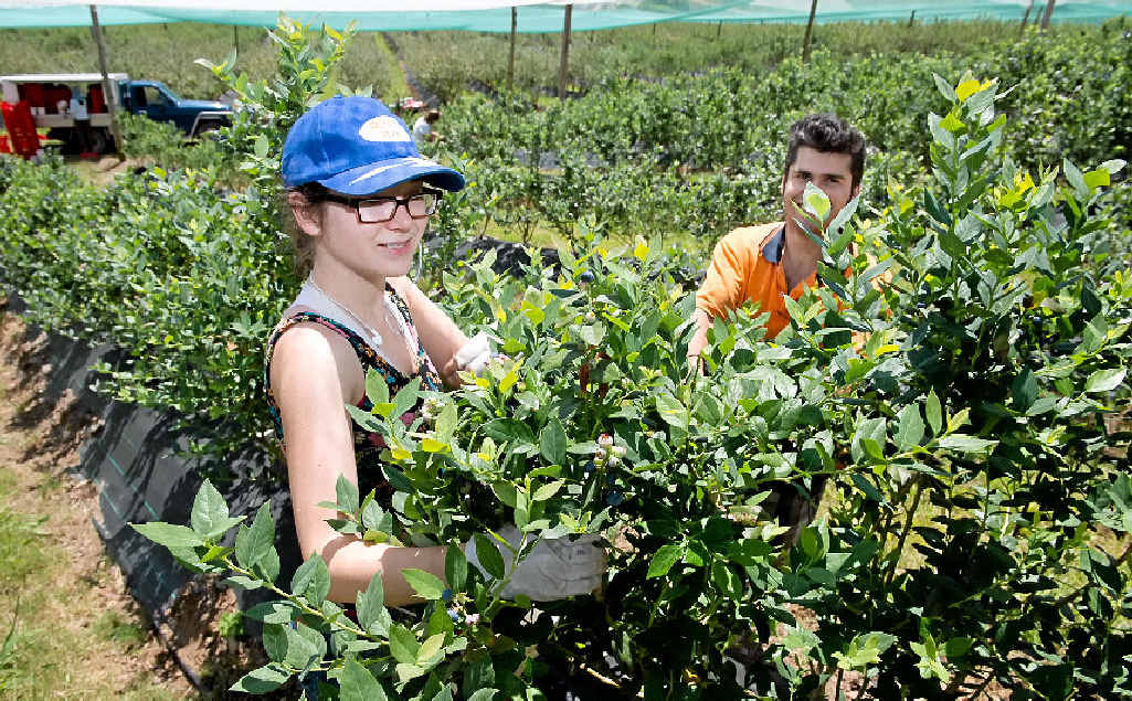 Councillors will consider further funding to Coffs Harbour Regional Landcare from its environmental fund, to provide an extension service for the blueberry and hot house industry. Councillors will consider further funding to Coffs Harbour Regional Landcare from its environmental fund, to provide an extension service for the blueberry and hot house industry.