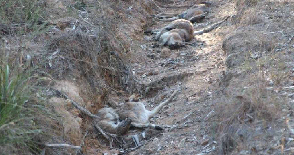 SHOCKED: The red-necked wallabies in a ditch near the Coutts Crossing cemetery. SHOCKED: The red-necked wallabies in a ditch near the Coutts Crossing cemetery.