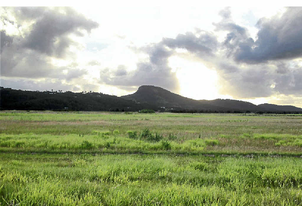 GOLDEN CANE: Valdora cane land bought by the council for a solar farm. GOLDEN CANE: Valdora cane land bought by the council for a solar farm.