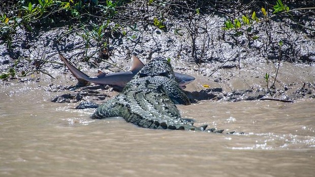 Brutus, a monster crocodile, with a bull shark between its jaws on the Adelaide River in the Kakadu National Park. Brutus, a monster crocodile, with a bull shark between its jaws on the Adelaide River in the Kakadu National Park.