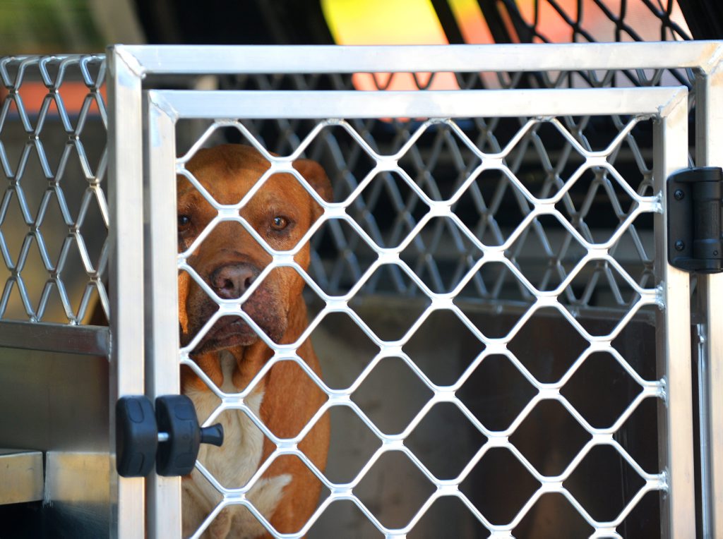 Three dogs were surrendered to Sunshine Coast Council Officers after an attack on a neighbours dog. The ddogs are taken to a Council vehicle. Photo: Warren Lynam / Sunshine Coast Daily Three dogs were surrendered to Sunshine Coast Council Officers after an attack on a neighbours dog. The ddogs are taken to a Council vehicle. Photo: Warren Lynam / Sunshine Coast Daily