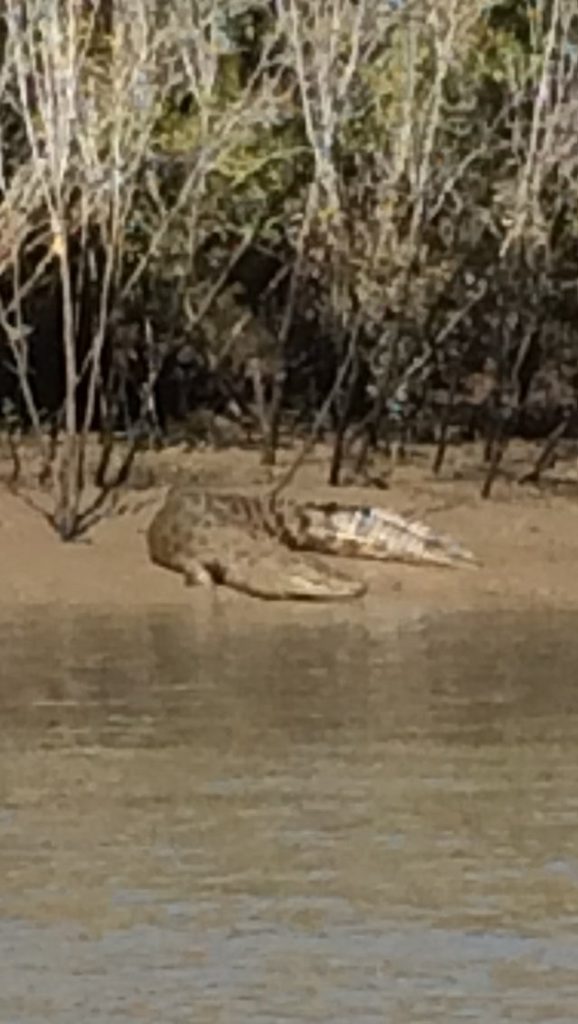 Croc in Casuarina Creek. Photo Contributed Croc in Casuarina Creek. Photo Contributed