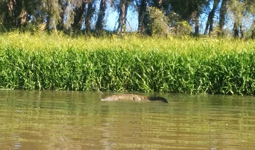 Croc near Pink Lily . Photo Contributed Croc near Pink Lily . Photo Contributed