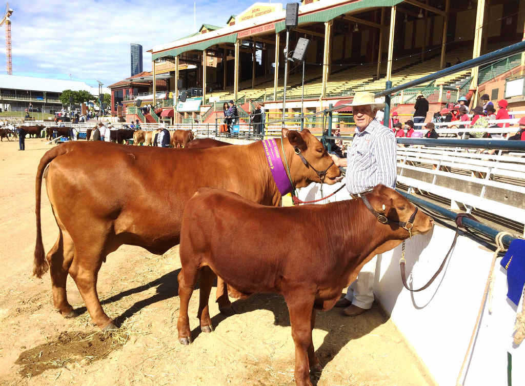 LOCAL SUCCESS: Yangan’s John Brandon with his grand champion-winning senepol cow and calf at the Ekka yesterday.