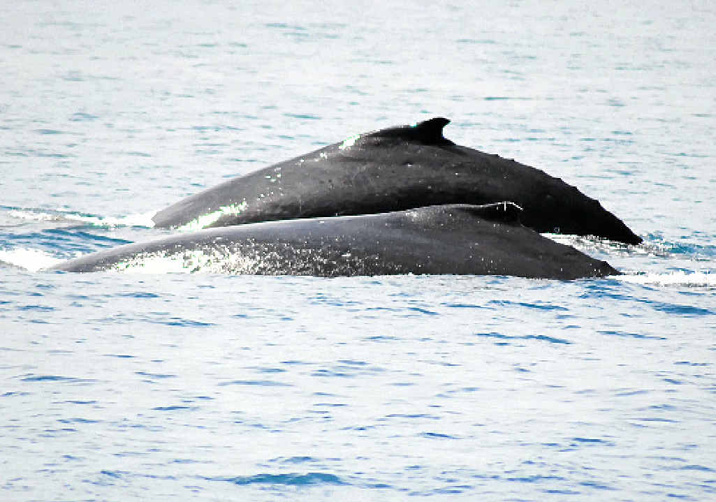 FRONT ROW SEAT: A truckie was surprised and delighted to get a close up look at whales while travelling by barge with his truck across the ocean. FRONT ROW SEAT: A truckie was surprised and delighted to get a close up look at whales while travelling by barge with his truck across the ocean.