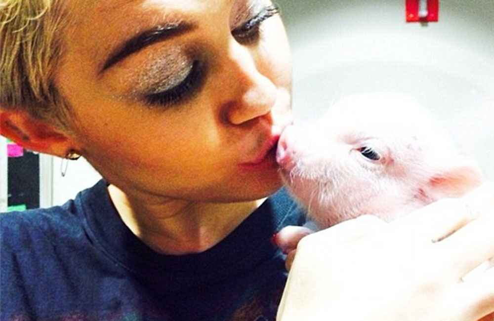 Miley Cyrus and her pet pig (c) Instagram Miley Cyrus and her pet pig (c) Instagram