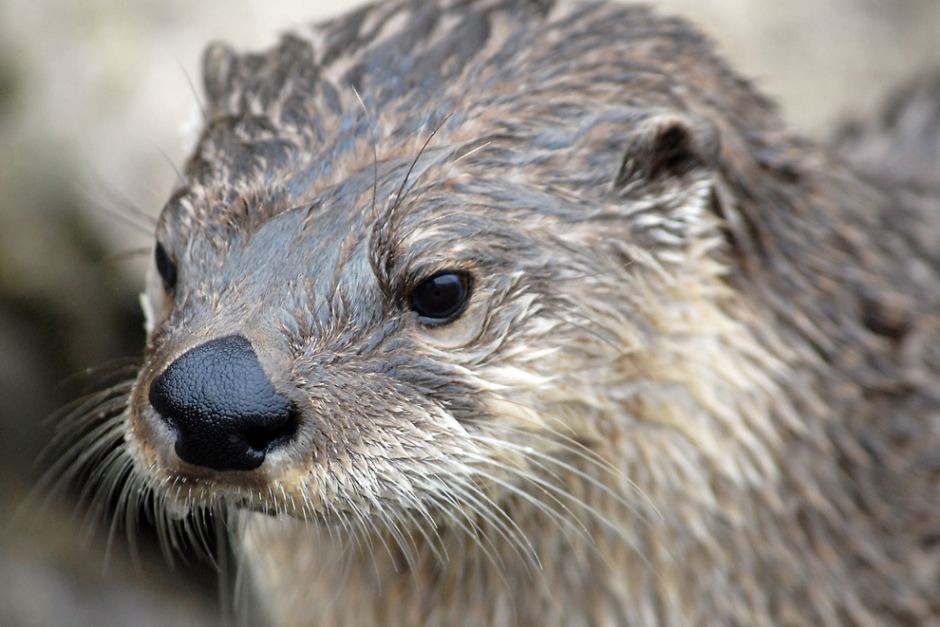 A North American river otter. Flickr: Chris Paul A North American river otter. Flickr: Chris Paul