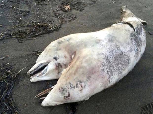 A two headed dolphin washed on a beach in Turkey. A two headed dolphin washed on a beach in Turkey.