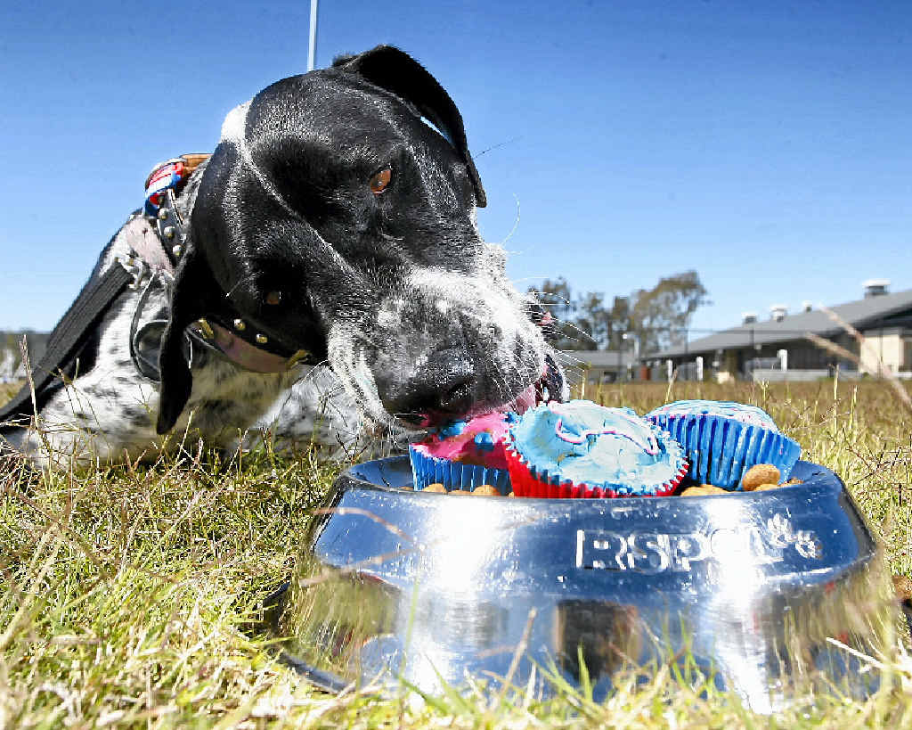 The Friends of Gladstone RSPCA will be selling cupcakes at the Kin Kora markets to raise funds for the city’s four-legged friends. The Friends of Gladstone RSPCA will be selling cupcakes at the Kin Kora markets to raise funds for the city’s four-legged friends.