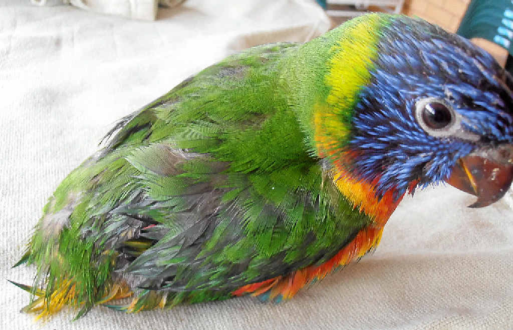 DISEASE STRIKES: A young rainbow lorikeet recently rescued from East Ballina showing signs of beak and feather disease. DISEASE STRIKES: A young rainbow lorikeet recently rescued from East Ballina showing signs of beak and feather disease.