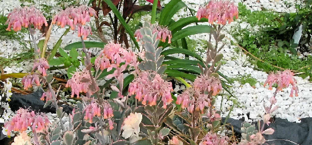 GROWING PROBLEM: Mother of Millions spreads rapidly, producing hundreds of tiny plantlets. GROWING PROBLEM: Mother of Millions spreads rapidly, producing hundreds of tiny plantlets.
