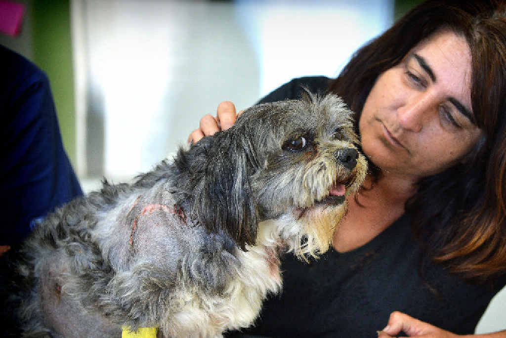 Samantha O’May believes her beloved little dog, Barny, is lucky to be alive after being mauled by wild dogs. Samantha O’May believes her beloved little dog, Barny, is lucky to be alive after being mauled by wild dogs.