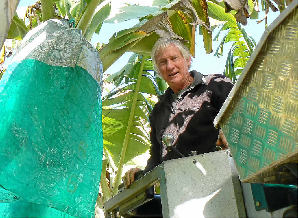 SUSTAINABLE PRACTICES: Ian Simpson, of Uralba Valley Bananas, took his grandfather’s advice when he started growing the fruit. SUSTAINABLE PRACTICES: Ian Simpson, of Uralba Valley Bananas, took his grandfather’s advice when he started growing the fruit.