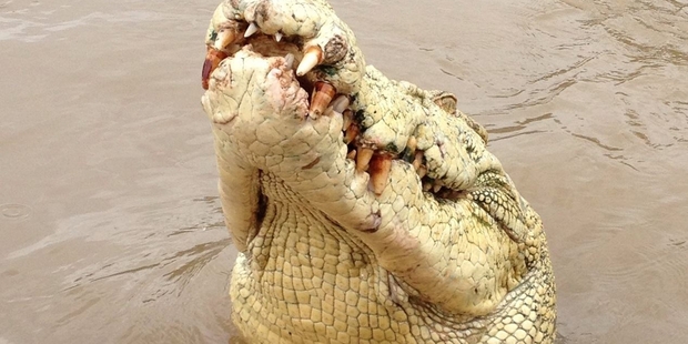 Crocs hunt effectively by learning routines and patterns in their prey, and they learn quickly. Crocs hunt effectively by learning routines and patterns in their prey, and they learn quickly.