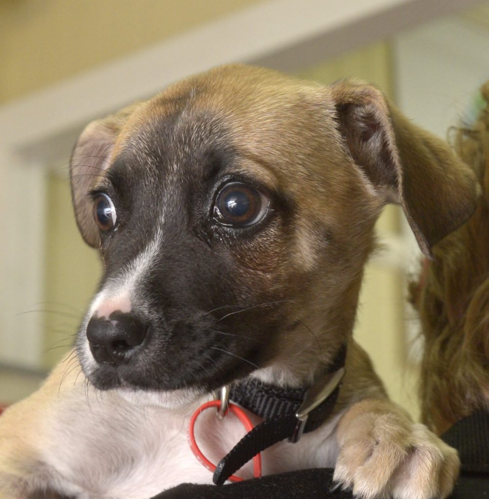 Animal desexing should be compulsory.