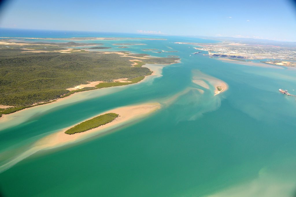 ERADICATION: Authorities continue to kill-off the remaining rogue cattle and pigs threatening the existence of Curtis Island's native wildlife. Photo: Australian Marine Conservation Society ERADICATION: Authorities continue to kill-off the remaining rogue cattle and pigs threatening the existence of Curtis Island's native wildlife. Photo: Australian Marine Conservation Society
